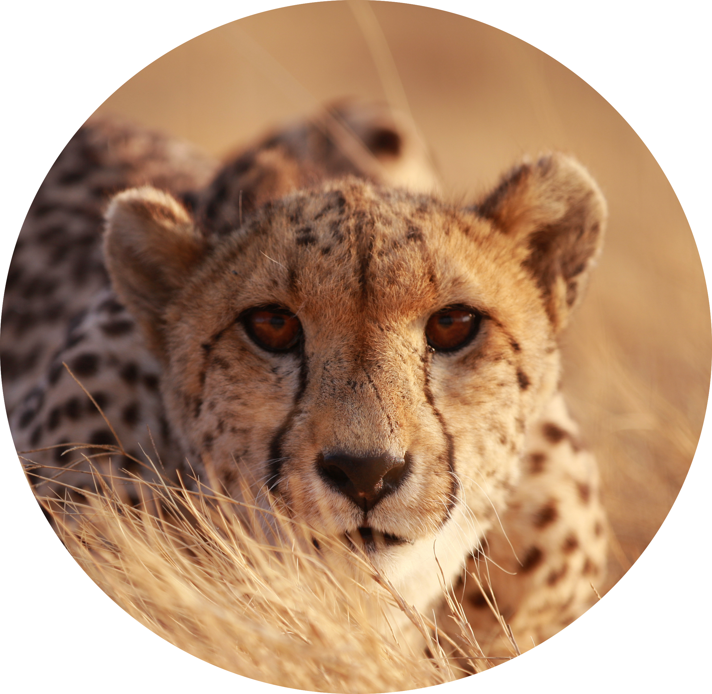 Metrixware Systemobjects